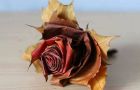 Красиви рози от есенни листа