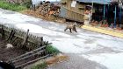 Меченце тича из улиците на село Мугла, Смолянско